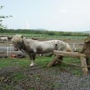 승마체험코스 이미지