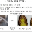 태안호스릴-85 | 1월 벼, 밭작물, 채소, 과수, 특용작물 농업정보