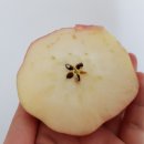 부곡청과