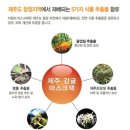 (주)자담코스메틱 islebe30 제주산 감귤 마스크팩 후기입니다. 이미지