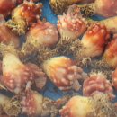 여시초대게물회 | 속초 여행맛집 여시초대게물회 대게 리얼 후기