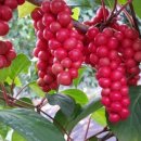 뚝심농장 이미지