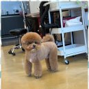 아리스타펫 이미지