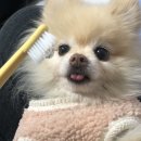 (주) 유노테크 | 유노테크 애니-투스 가드로 셀프 반려동물 불소 도포하기 / 강아지 고양이 충치 예방