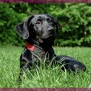 마음반려 동물의료원 이미지