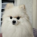 뽀송