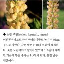 루피너스