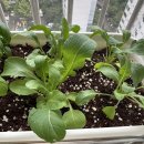 씨앗농부 | 루꼴라 &amp; 바질 키우기, 모종 vs 씨앗 솔직후기! 다이소 1000원으로 베란다 농부 되기