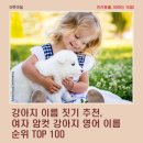 강아지 이름 짓기 추천, 여자 암컷 강아지 영어 이름 순위 TOP 100