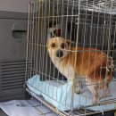 개랑, 마리 이미지