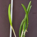 Brassavola Jiminy Cricket 브라사볼라 지미 크리켓 이미지