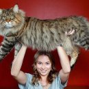 루원 센트럴 동물의료센터 이미지