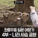 뉴에스에이짐함양점 | 추천,오사카 에어비앤비 추천, 일본 사슴 공원,나라 맛집 추천, 간코 돈까스 후기,일본 여행 코스 추천