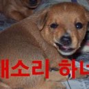 우리집 강아지 이미지