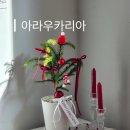 헤미쉬플레르