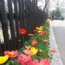 용인농촌테마파크의 봄꽃 이미지