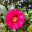 동지섣달 꽃본듯이 | [공지] 동백꽃-동지섣달 꽃 본 듯이