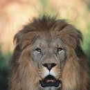 간지헤어 이미지