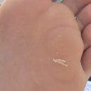 11620-21-96-1 | [대회후기] 2026 서울마라톤 겸 96회 동아마라톤