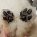 하이몽블리 이미지