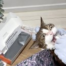 반석가금진료연구소 | 고양이 식이알러지 검사 포옹 랩스 Labs 식이 민감도 결과 후기