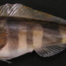 생선이야기 이미지