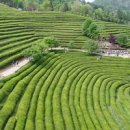 보성여행 가족들과 가볼만한곳 이미지