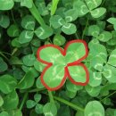 네잎클로버 이미지