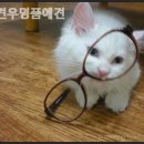 명품애견 이미지