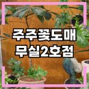 원주 꽃집 추천 :: 플랜테리어 입문자에게 강추하는 원주 주주꽃도매 무실2호점 후기