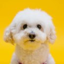 하얀강아지 이미지