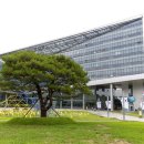 시청 소나무 이미지