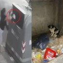 꼬리치는강아지 이미지