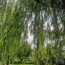 버드나무 이미지