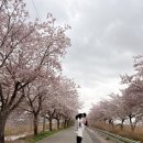 (주)메타랜드 | 부산근교 김해 메타숲옆 /서부해당화 /벚꽃스팟 /벚꽃...여행/꽃놀이/김해가볼만한곳/아이랑여행/방문후기