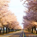 성균관대학교 국정관리대학원 | 숨겨진 벚꽃 명소 BEST 10: 인파 피해서 즐기는 전국 나들이 코스 총정리