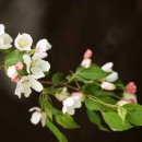 사과꽃 향기는 바람 이미지