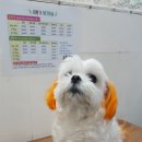 오늘도 귀엽개 이미지