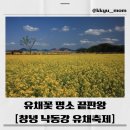 남지어린이공원 | 🌼2026 창녕 낙동강 유채축제 완벽 가이드｜개화시기, 주차, 포토존 총정리 (국내 최대 유채꽃)