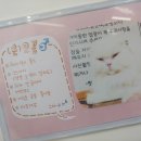 고양이별 캣 카페 이미지