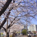 팔마체육관 화장실 | [순천 명소] 이번 주말 나들이 무조건 여기! 팝콘이 팡팡 터진 '순천 동천' 벚꽃 구경 스팟 &amp; 주차 꿀팁...