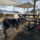 리틀미까사 이미지