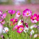 우리들의 사랑 이미지