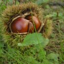 차령농장 이미지