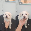 깔꼼 애견미용실 이미지