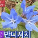 반디지치_화관 안에 숨은 수술과 암술‪ 이미지