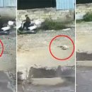 황해보신탕 | 20.08.13. 개 도축장 철거 2년…국내 개고기 음식점, 어디서 유통된 고기 파나