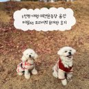 45 | 5천평 대형 애견운동장 용인 테일45 프라이빗 B대관 후기