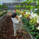 은율농장 | [23개월] 아기랑 딸기따기 체험 후기 김해가야딸기테마파크 가격 주차정보 예약방법