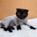 하나펫살롱 이미지